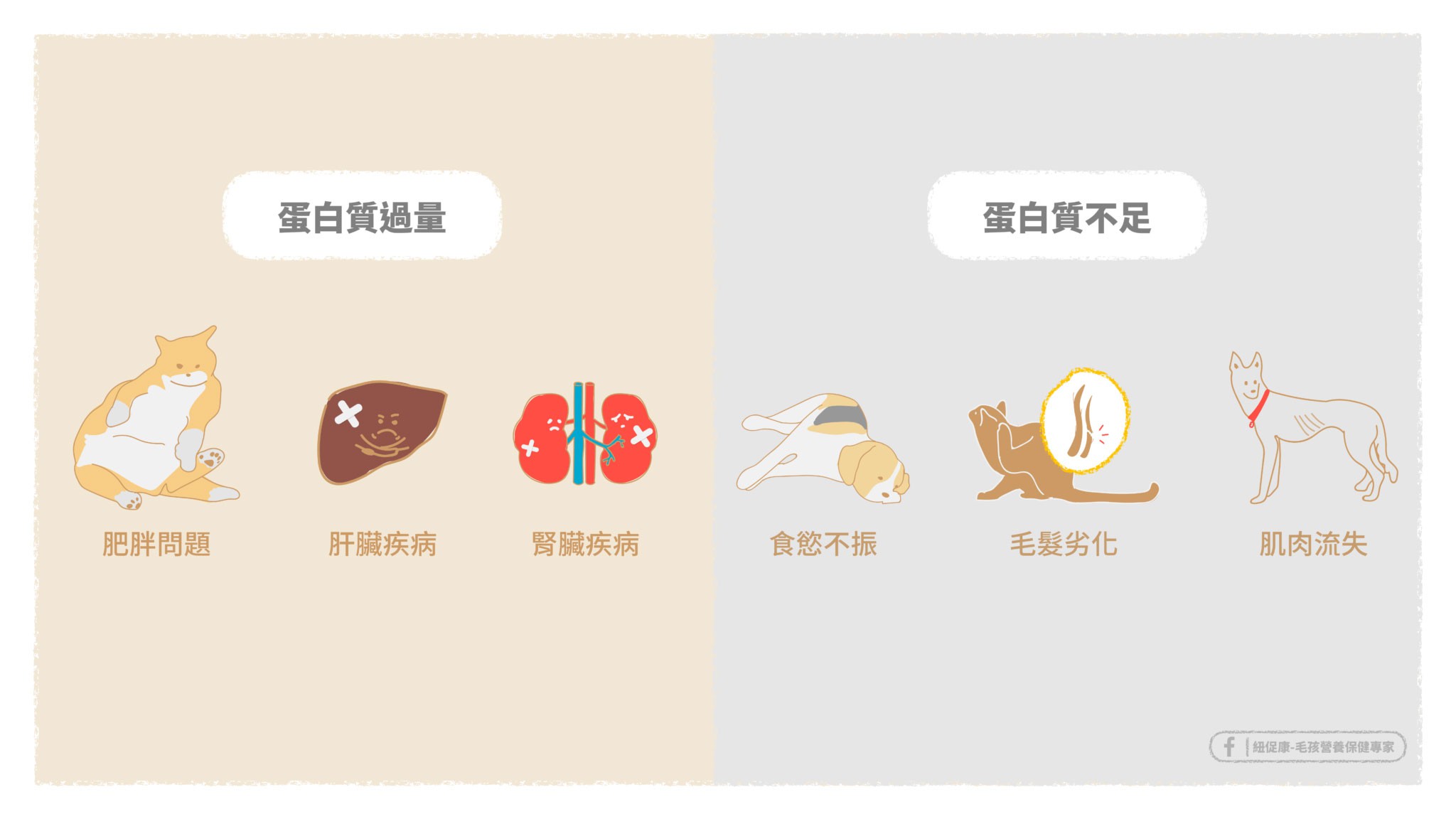 蛋白質不足及蛋白質過量可能造成的問題.jpg 蛋白質不足及蛋白質過量可能造成的問題.jpg