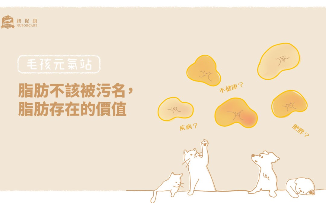 脂肪存在的價值.jpg