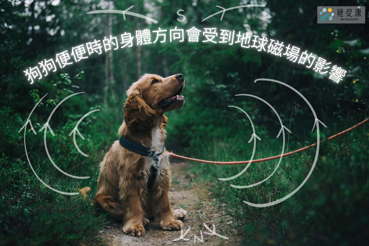 狗狗便的時候受到地球磁場影響-01.jpg