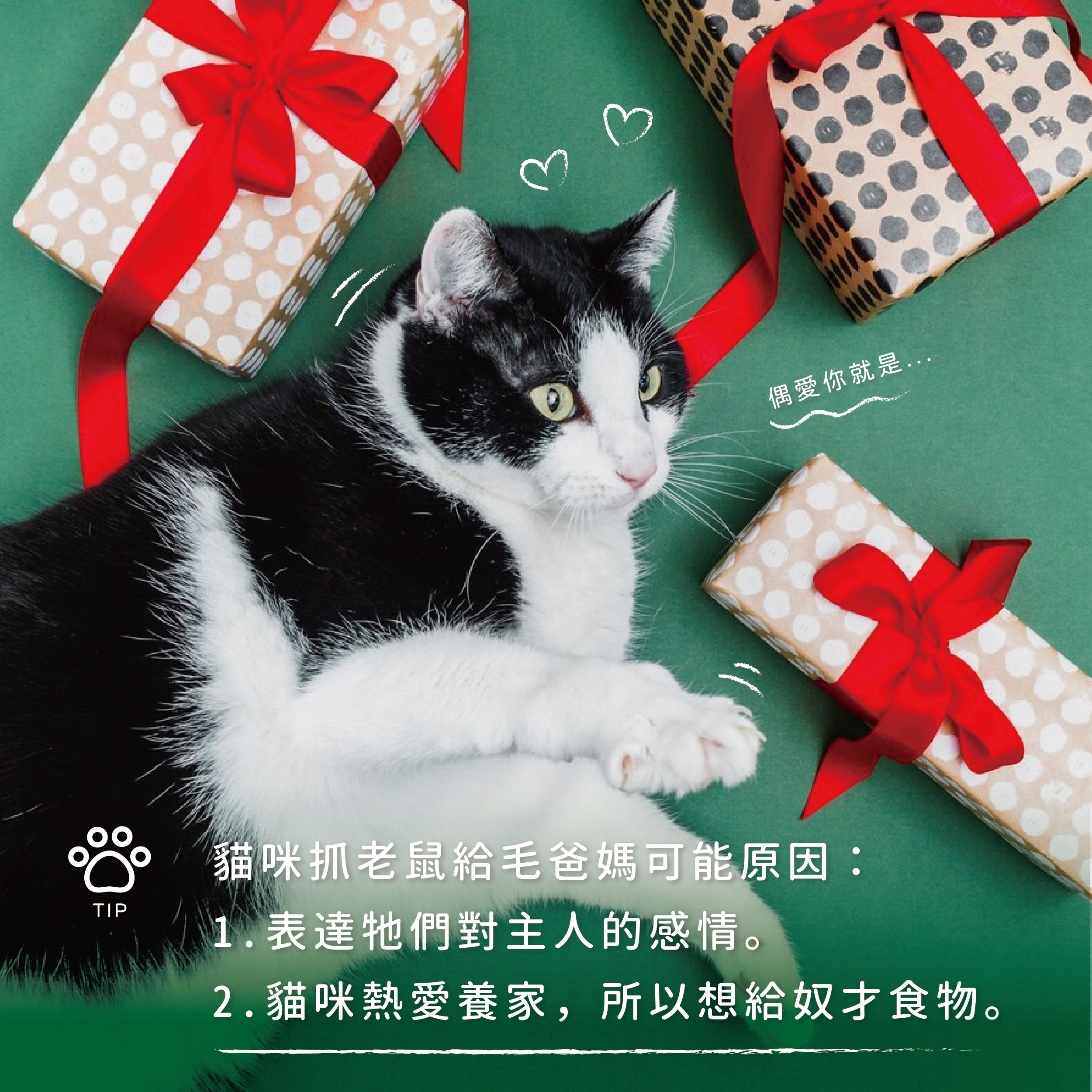2022-04-29貓為什麼喜歡抓老鼠-05.jpg